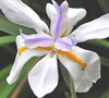 African Butterfly Iris Picture