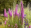 Prairie Blazingstar