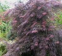 Garnet Japanese Maple Picture