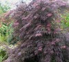 Garnet Japanese Maple