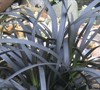 http://myfolia.com/plants/645-black-mondo-grass-ophiopogon-planiscapus/vari