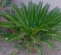 Sago Palm Picture
