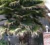 Washington Palm