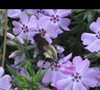Picture about Pollinating Insect Identification