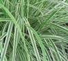 Sky Rocket Fountain Grass