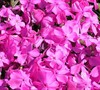 Fort Hill Phlox