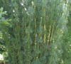 Japanese Plum Yew