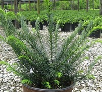 Yewtopia Plum Yew Picture