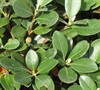 Olivia Indian Hawthorne