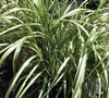 Cabaret Grass