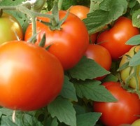 Early Girl Tomato Picture