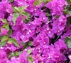 Bougainvillea