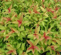 Magic Carpet Spirea Picture