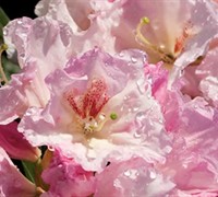 Southgate Breezy Rhododendron Picture