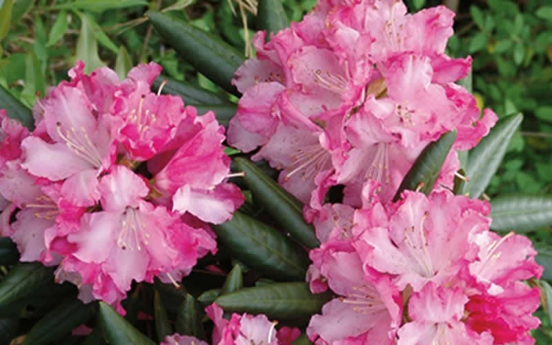 Southgate Brandi Rhododendron Picture