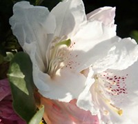 Southgate Divine Rhododendron Picture