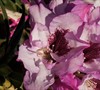 Southgate Radiance Rhododendron