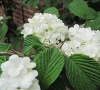 Popcorn Viburnum Picture