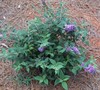 Lo And Behold Blue Chip Butterfly Bush