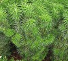 Japanese Plum Yew