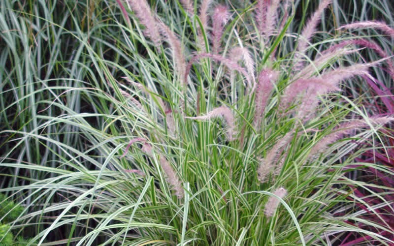 skyrocket pennisetum