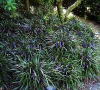 Big Blue Liriope  Picture