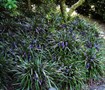 Big Blue Liriope 