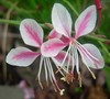 Butterfly Garden