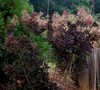 Royal Purple Smoke Tree