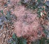 Royal Purple Smoke Tree