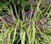 Variegated Liriope