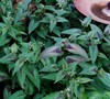 Red Dragon Persicaria