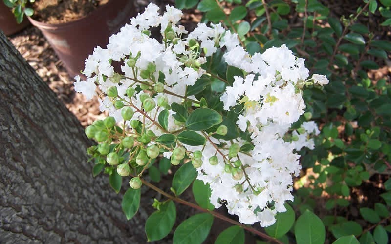 Early Bird White Crape Myrtle Picture