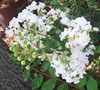 Early Bird White Crape Myrtle Picture