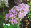Early Bird Lavender Crape Myrtle Picture