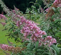 Pink Delight Butterfly Bush Picture