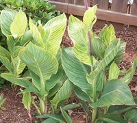 Bengal Tiger Canna Lily Picture