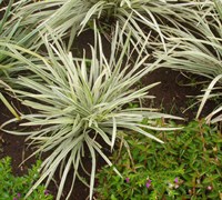 Silver Dragon Liriope Picture