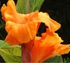 Bengal Tiger Canna Lily