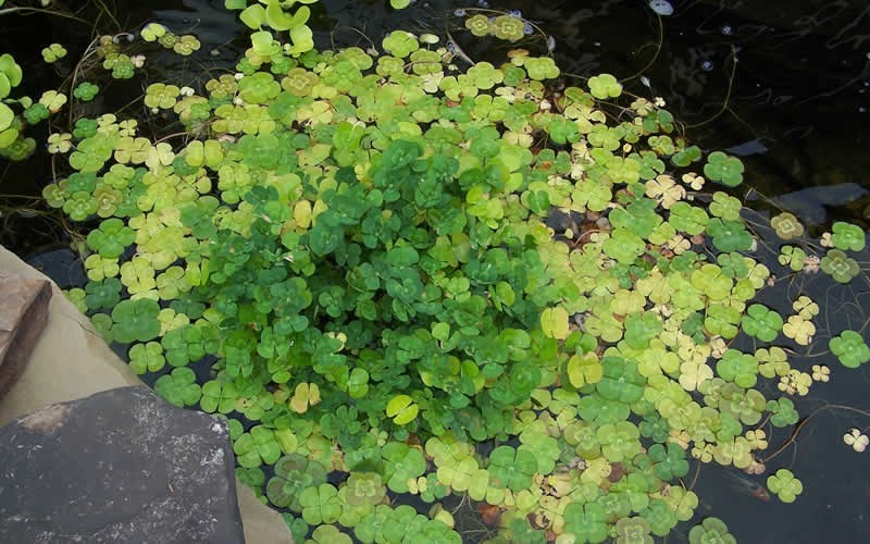 Water Clover Picture