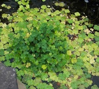 Water Clover Picture