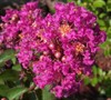 Berry Dazzle Crape Myrtle