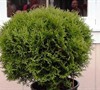 Hetz Midget Arborvitae