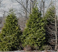 Green Giant Arborvitae Picture