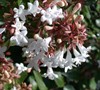 Golddust Abelia