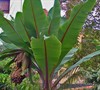 Front Yard Landscaping