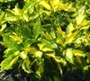 Front Shade Garden