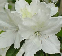 Gumpo White Azalea Picture