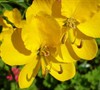 Golden Shower Tree