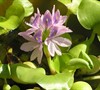 water hyacinth